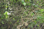 Corylus avellana Contorta | Harry Lauders Walking Stick | 5_Seeds
