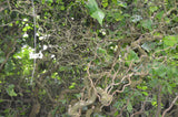 Corylus avellana Contorta | Harry Lauders Walking Stick | 5_Seeds