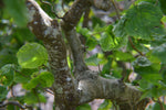Corylus avellana Contorta | Harry Lauders Walking Stick | 5_Seeds