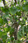 Corylus avellana Contorta | Harry Lauders Walking Stick | 5_Seeds