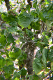 Corylus avellana Contorta | Harry Lauders Walking Stick | 5_Seeds