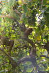 Corylus avellana Contorta | Harry Lauders Walking Stick | 5_Seeds
