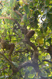 Corylus avellana Contorta | Harry Lauders Walking Stick | 5_Seeds
