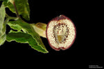 Aristolochia coryi | 5_Seeds