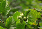 Corylus avellana | Hazel | 5_Seeds