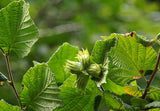 Corylus avellana | Hazel | 5_Seeds
