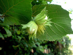 Corylus avellana | Hazel | 5_Seeds