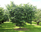 Corylus avellana | Hazel | 5_Seeds