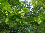 Corylus avellana | Hazel | 5_Seeds