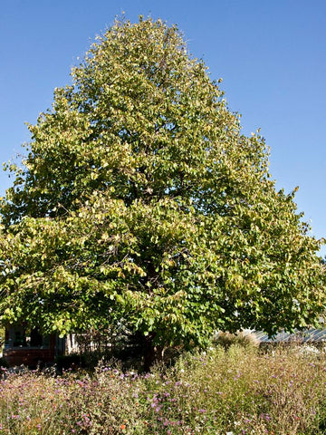 Corylus colurna | Turkish Tree Hazel | 5_Seeds – Butterfly Garden Seeds