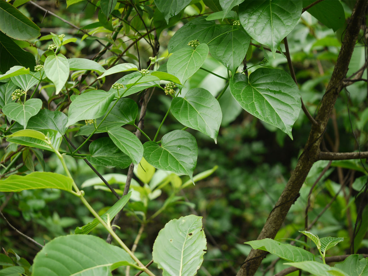 Cosmostigma racemosum | Green Milkweed Creeper | 10_Seeds – Butterfly ...