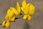 Crotalaria juncea | Sun Hemp | 10_Seeds
