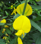 Crotalaria juncea | Sun Hemp | 10_Seeds