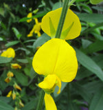 Crotalaria juncea | Sun Hemp | 10_Seeds