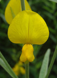 Crotalaria juncea | Sun Hemp | 10_Seeds
