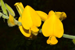 Crotalaria juncea | Sun Hemp | 10_Seeds