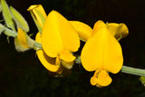 Crotalaria juncea | Sun Hemp | 10_Seeds