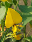Crotalaria juncea | Sun Hemp | 10_Seeds