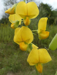 Crotalaria spectabilis | Rattlebox | Showy Rattlepod | Cats Bell | 10_Seeds