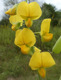 Crotalaria spectabilis | Rattlebox | Showy Rattlepod | Cats Bell | 10_Seeds