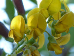 Crotalaria spectabilis | Rattlebox | Showy Rattlepod | Cats Bell | 10_Seeds
