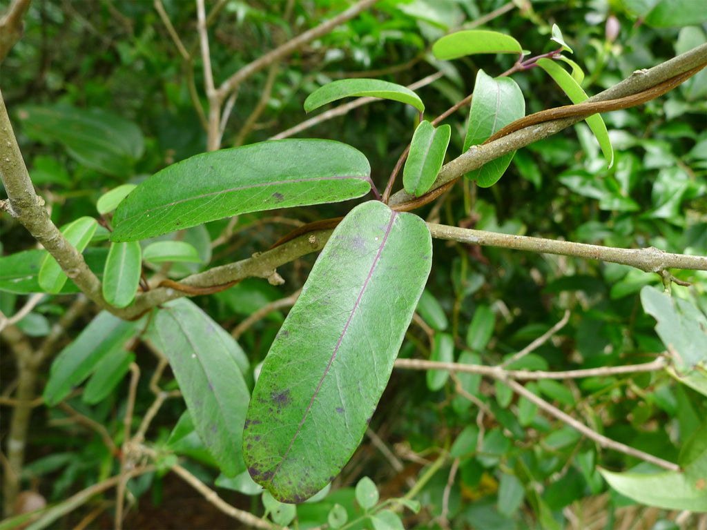 Cryptolepis Types Cryptolepis sinensis | 50_Seeds – Butterfly Garden Seeds