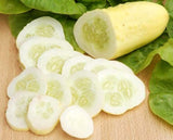 Cucumis sativus | White Wonder | Garden Cucumber | 10_Seeds