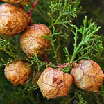 Cupressus sempervirens | Italian & Tuscan Cypress | Pencil Pine | 10_Seeds