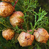 Cupressus sempervirens | Italian & Tuscan Cypress | Pencil Pine | 10_Seeds