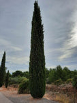 Cupressus sempervirens | Italian & Tuscan Cypress | Pencil Pine | 10_Seeds
