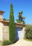 Cupressus sempervirens | Italian & Tuscan Cypress | Pencil Pine | 10_Seeds