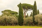 Cupressus sempervirens | Italian & Tuscan Cypress | Pencil Pine | 10_Seeds
