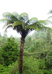 Cyathea medullaris | Black Tree Fern | 1000_Spores