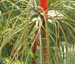 Cyrtostachys renda | Red Sealing Wax & Lipstick Palm | 10_Seeds