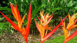 Cyrtostachys renda | Red Sealing Wax & Lipstick Palm | 10_Seeds