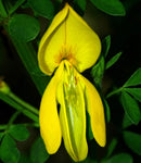 Cytisus scoparius | Scotch Common Broom | 50_Seeds