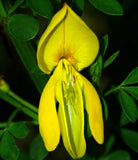 Cytisus scoparius | Scotch Common Broom | 50_Seeds