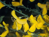 Cytisus scoparius | Scotch Common Broom | 50_Seeds