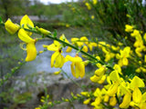Cytisus scoparius | Scotch Common Broom | 50_Seeds