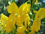 Cytisus scoparius | Scotch Common Broom | 50_Seeds