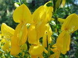 Cytisus scoparius | Scotch Common Broom | 50_Seeds