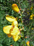 Cytisus scoparius | Scotch Common Broom | 50_Seeds