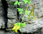 Dactylicapnos torulosa | Dicentra | Chinese Climbing Bleeding Heart | 10_Seeds