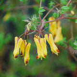 Dactylicapnos torulosa | Dicentra | Chinese Climbing Bleeding Heart | 10_Seeds