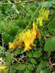 Dactylicapnos torulosa | Dicentra | Chinese Climbing Bleeding Heart | 10_Seeds