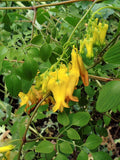 Dactylicapnos torulosa | Dicentra | Chinese Climbing Bleeding Heart | 10_Seeds