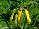 Dactylicapnos torulosa | Dicentra | Chinese Climbing Bleeding Heart | 10_Seeds