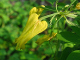 Dactylicapnos torulosa | Dicentra | Chinese Climbing Bleeding Heart | 10_Seeds