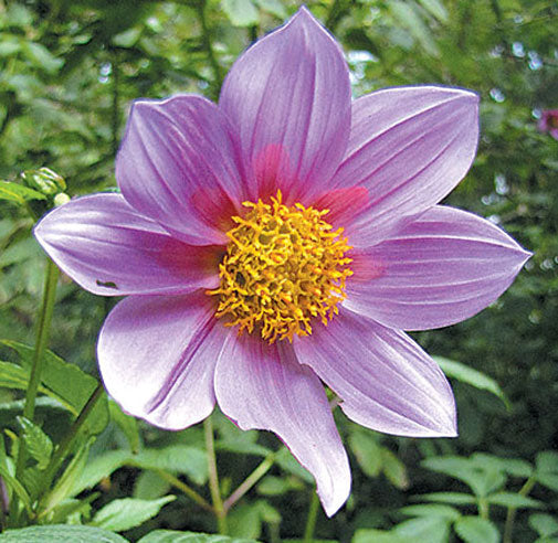 dahlia imperialis seeds Dahlia imperialis | Giant