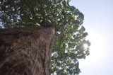Dalbergia latifolia | Black & East Indian Rosewood | Kala Sheeshan | 10_Seeds